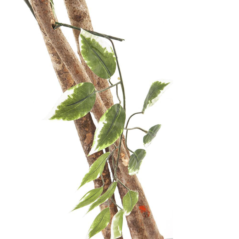 Ficus Tree