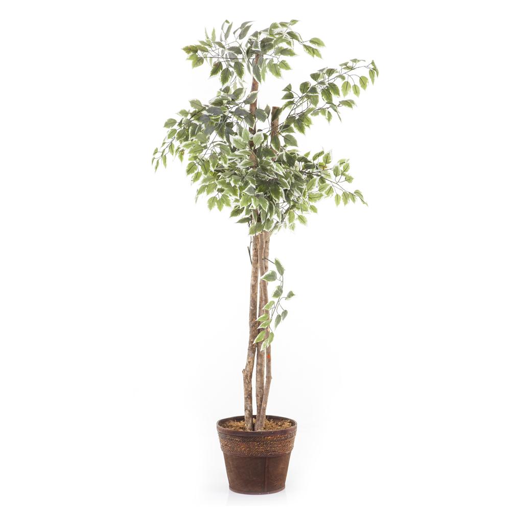 Ficus Tree
