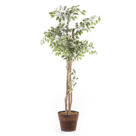 Ficus Tree