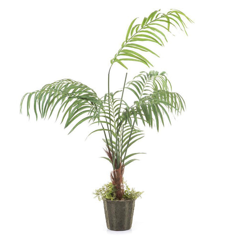 Palm Tree
