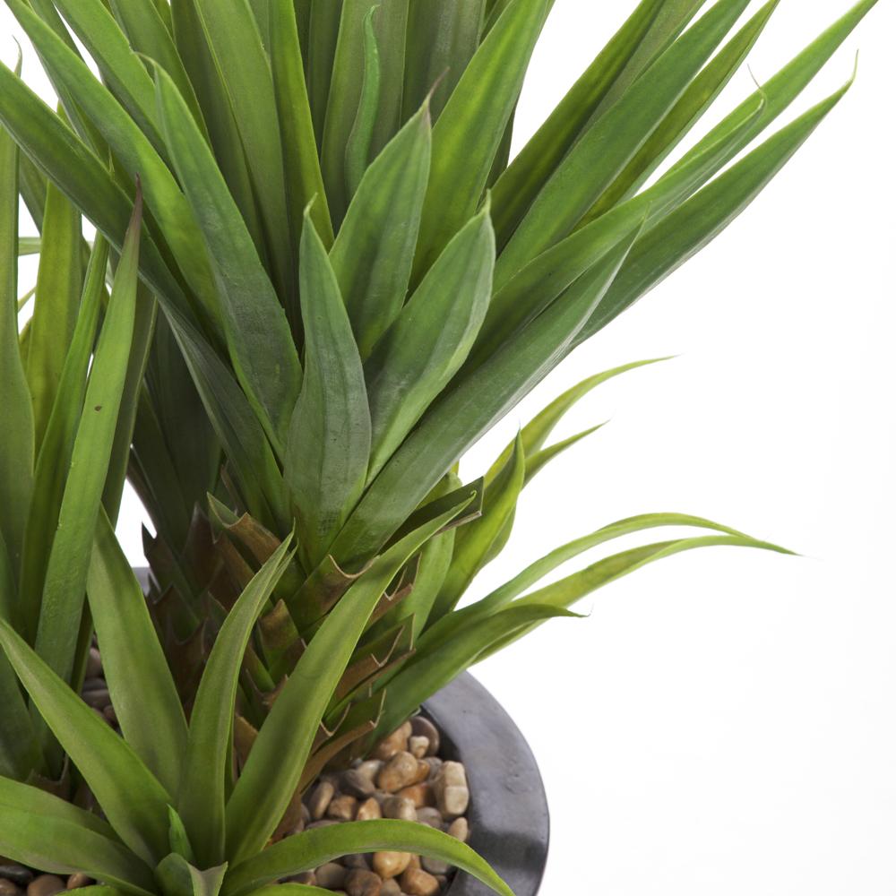 Black Potted Plant