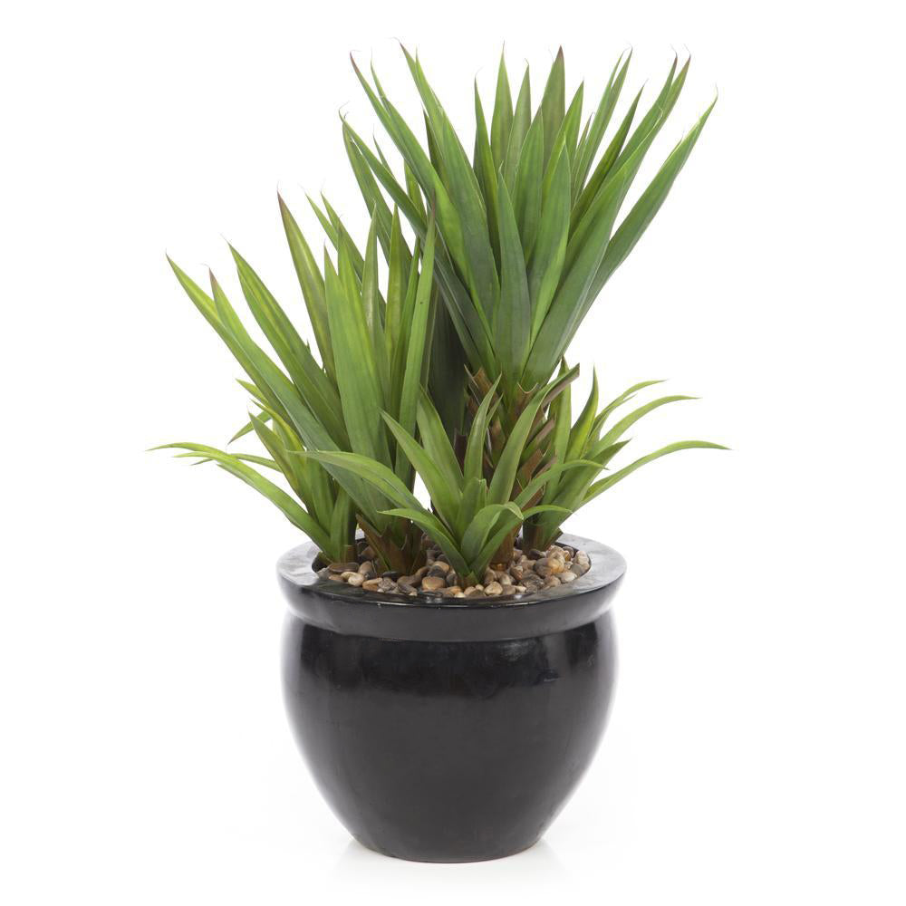 Black Potted Plant