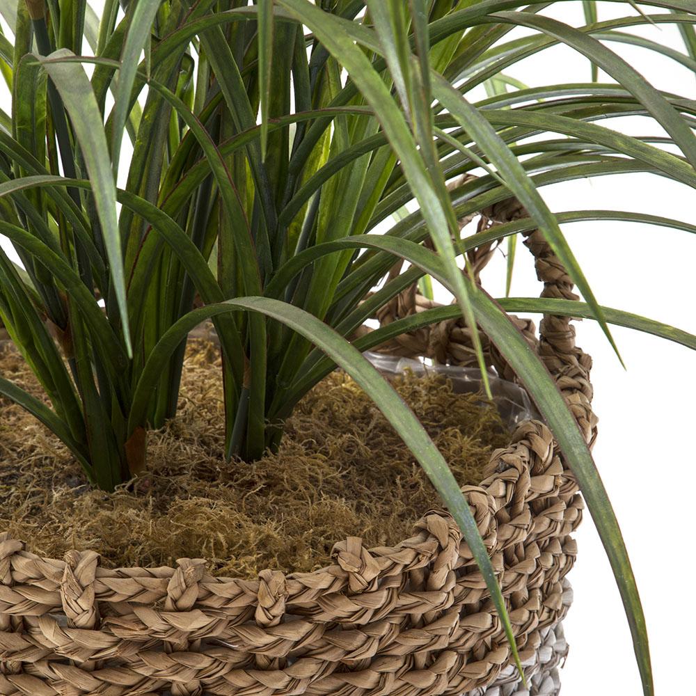 Grey and Brown Wicker Basket with Palm Plant (A+D)