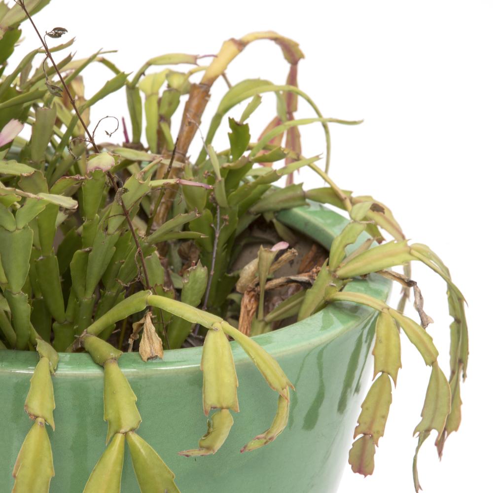 Green Ceramic Pot with Christmas Cactus (A+D)
