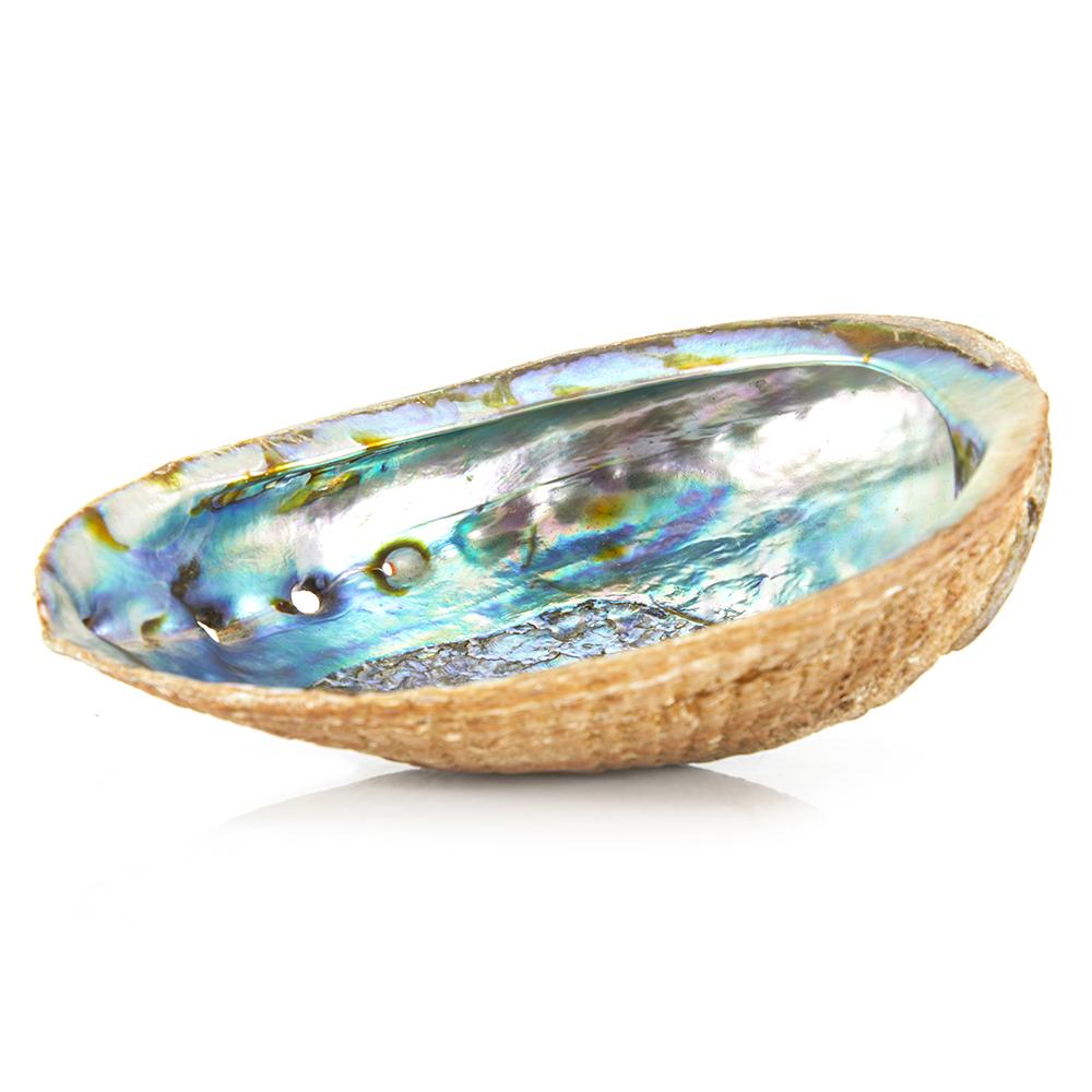 Blue Aqua Iridescent Sea Shell (A+D)