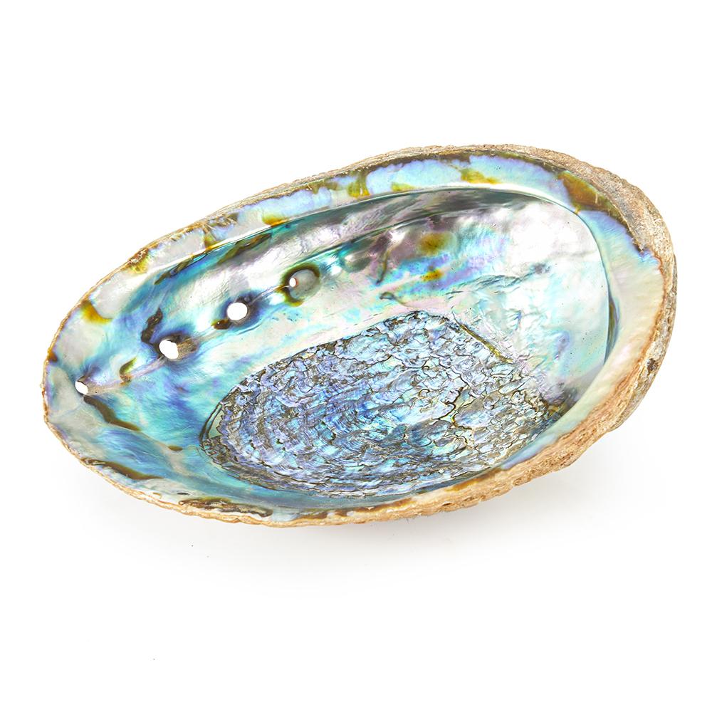Blue Aqua Iridescent Sea Shell (A+D)