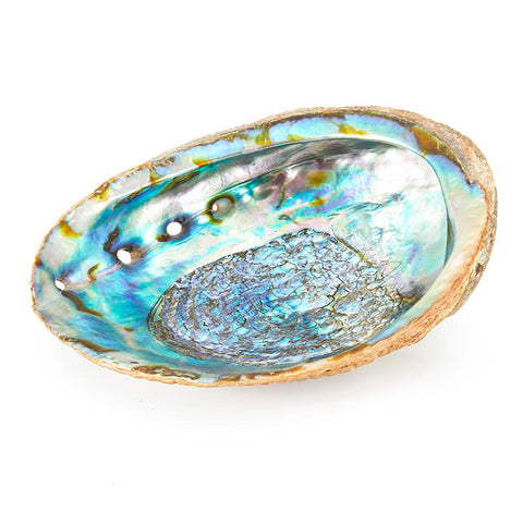 Blue Aqua Iridescent Sea Shell (A+D)