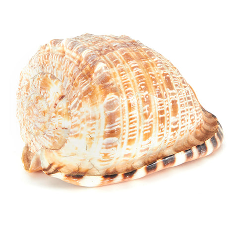Tan Scotch Bonnet Sea Shell (A+D)