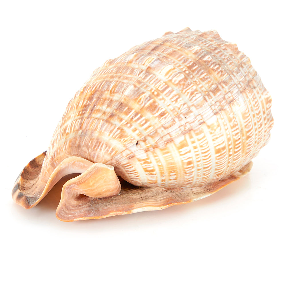 Tan Scotch Bonnet Sea Shell (A+D)