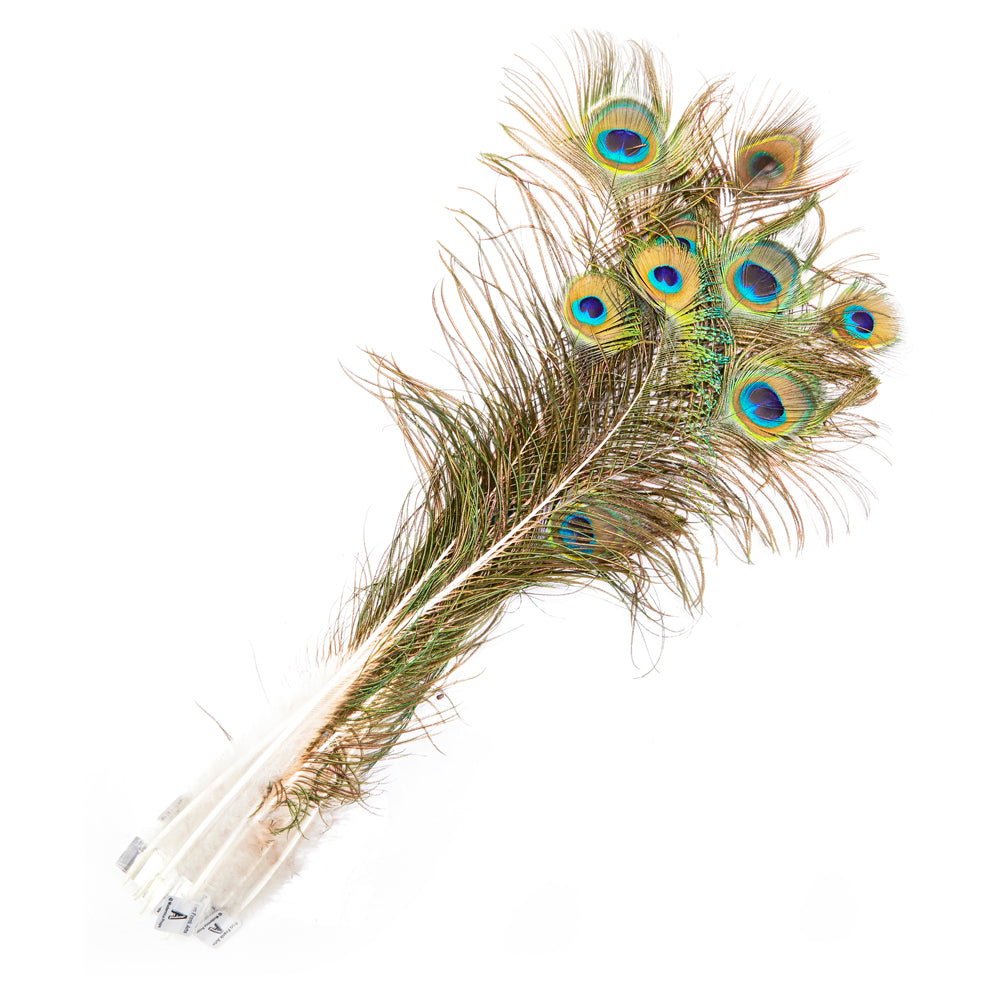 Multi Peacock Feathers (A+D)