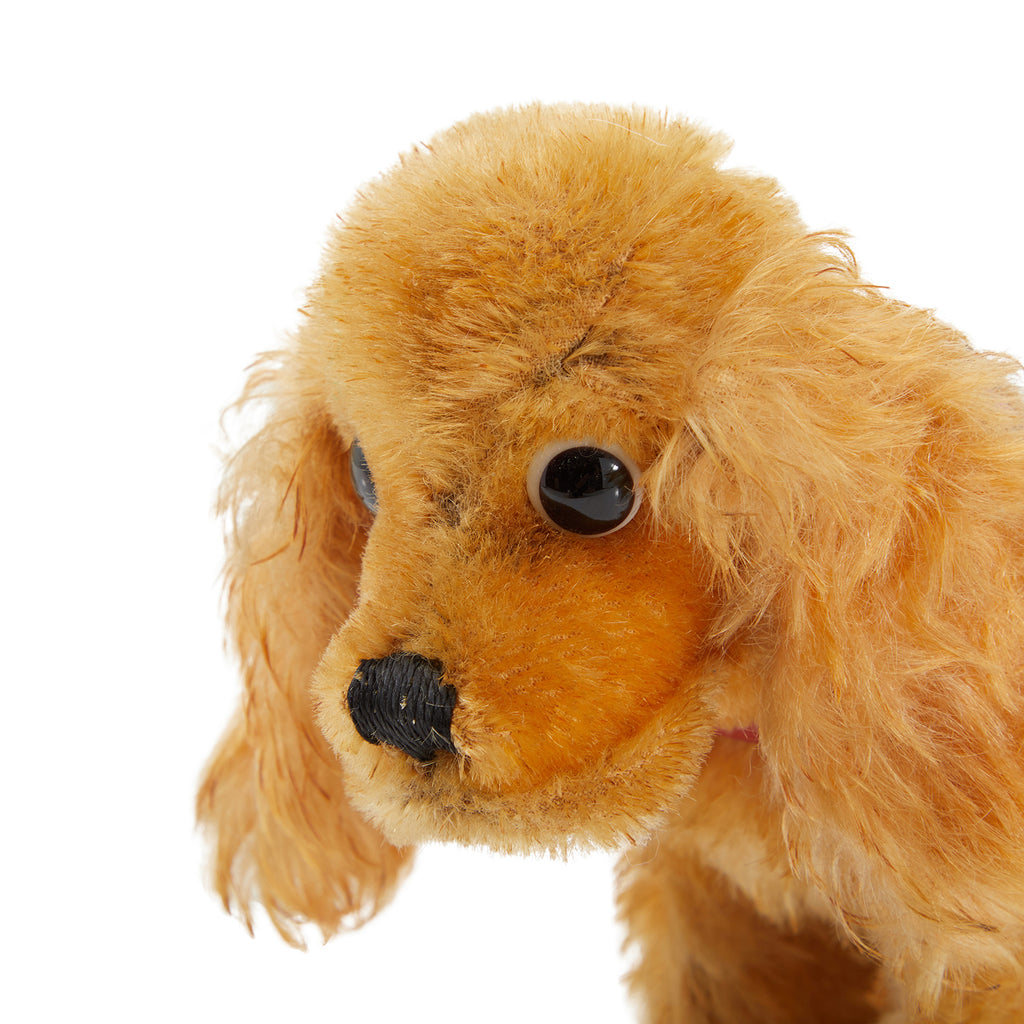 Yellow Toy Cocker Spaniel (A+D)