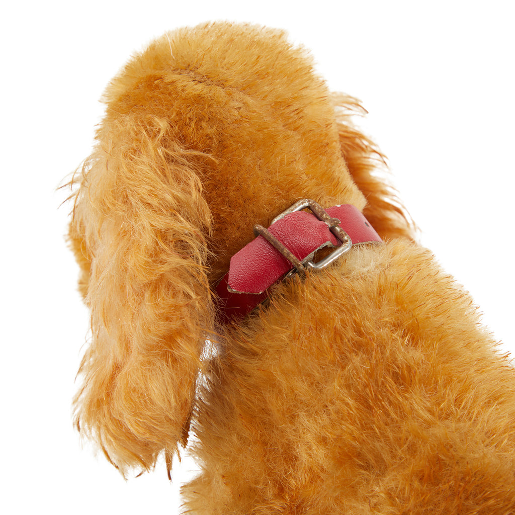 Yellow Toy Cocker Spaniel (A+D)
