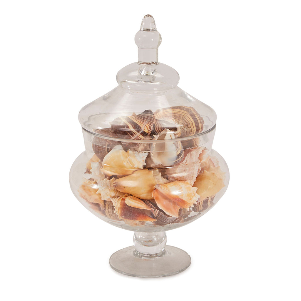 Glass Large Shell Jar (A+D)