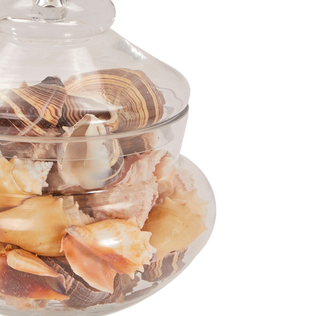 Glass Large Shell Jar (A+D)