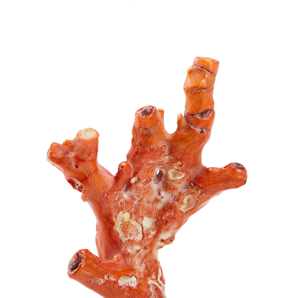 Red Coral Sculpture Set of 2