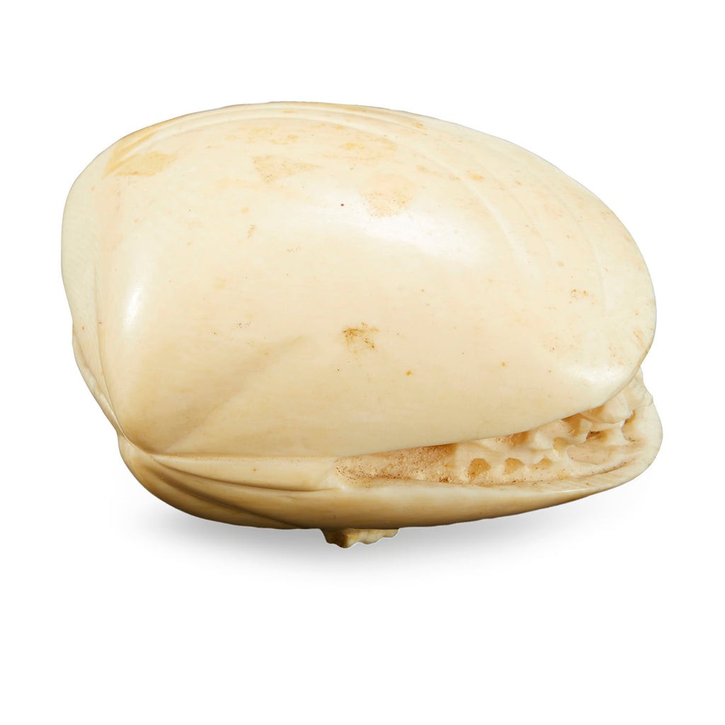 Off-White Carved Ivory Clamshell