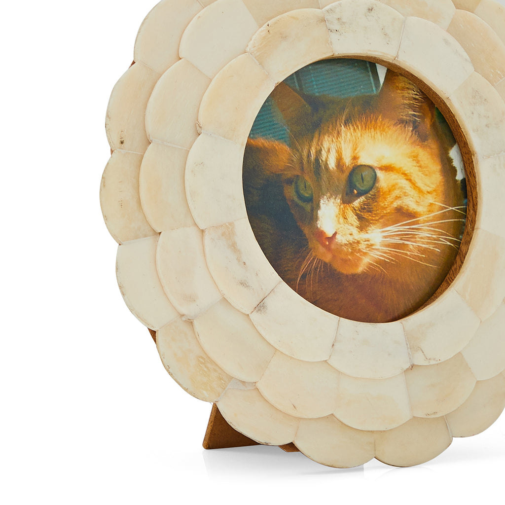 00.42 (A+D) Cat Photograph