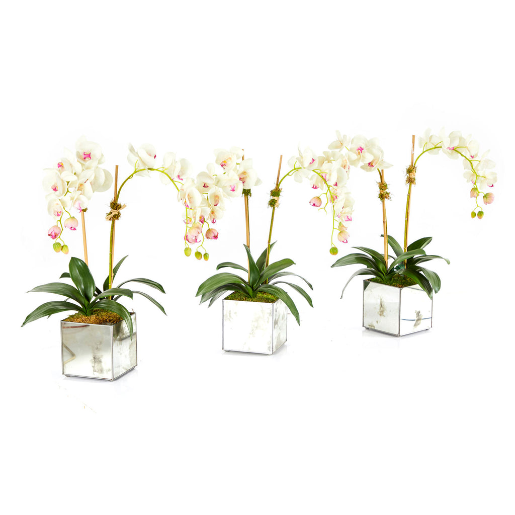 White Orchids in Mirror Box Planter