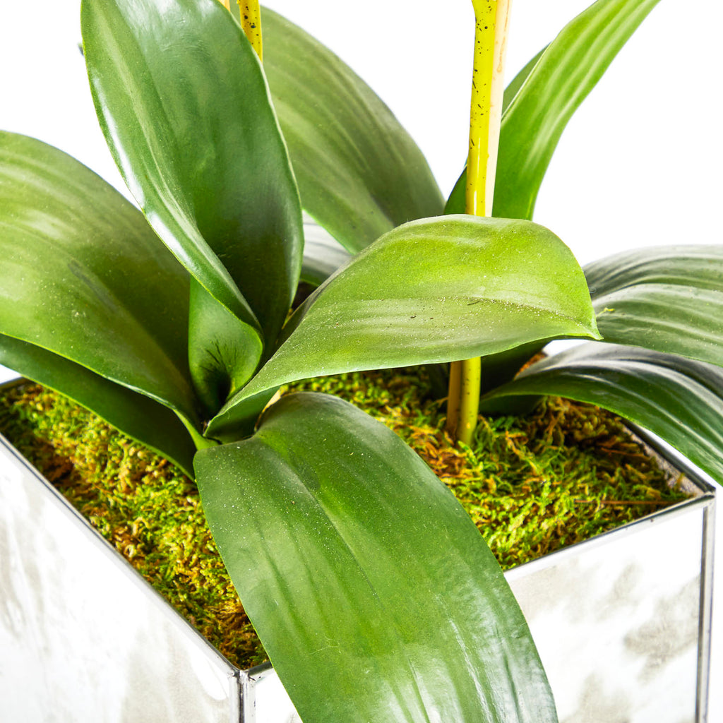 White Orchids in Mirror Box Planter