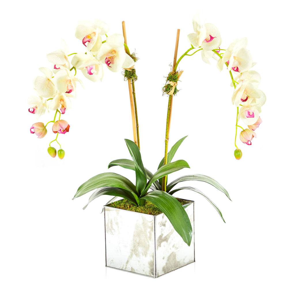 White Orchids in Mirror Box Planter
