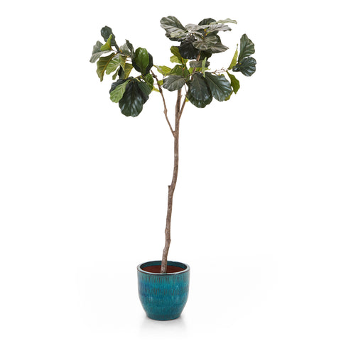 Faux Fiddle Leaf Fig Tree