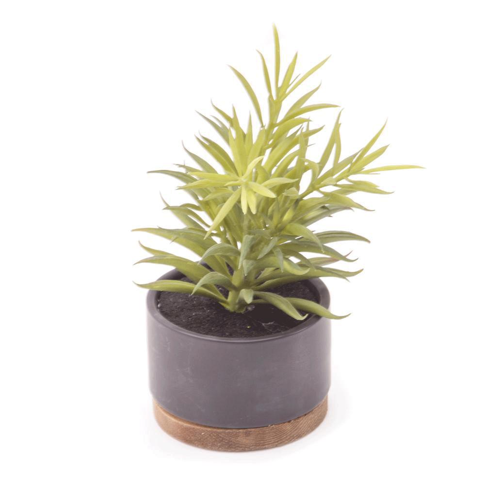 Black Ceramic Pot with Succulent (A+D)