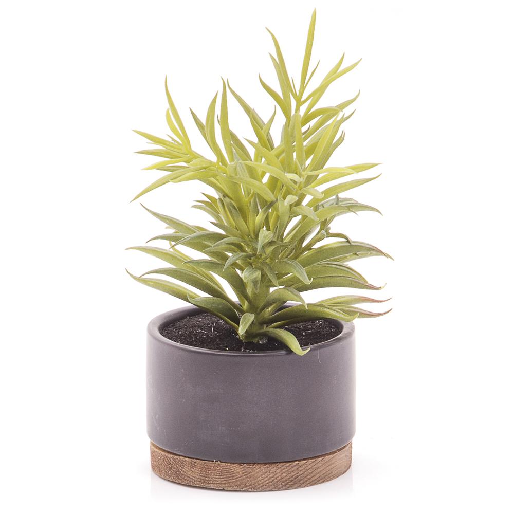 Black Ceramic Pot with Succulent (A+D)