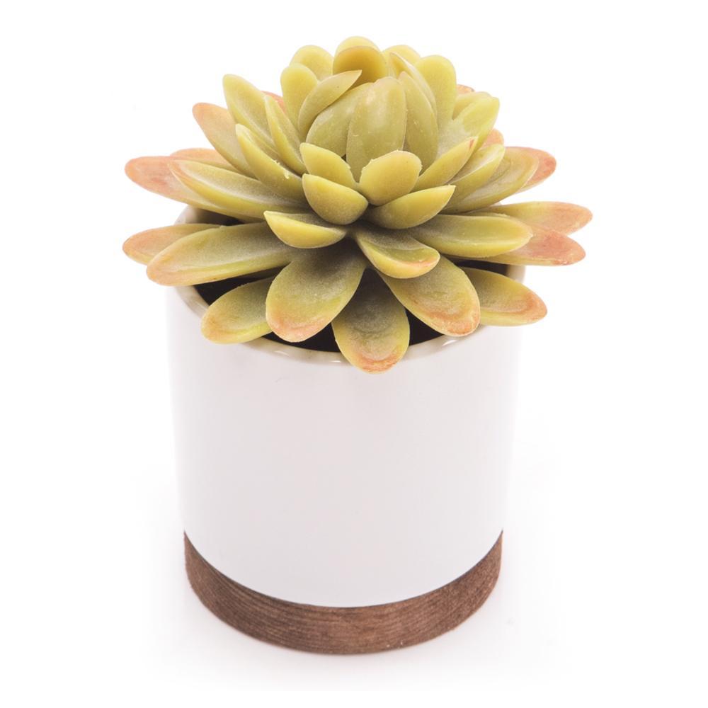 White Ceramic Pot with Succulent Small (A+D)