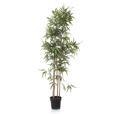 Faux Bamboo in Black Plastic Planter