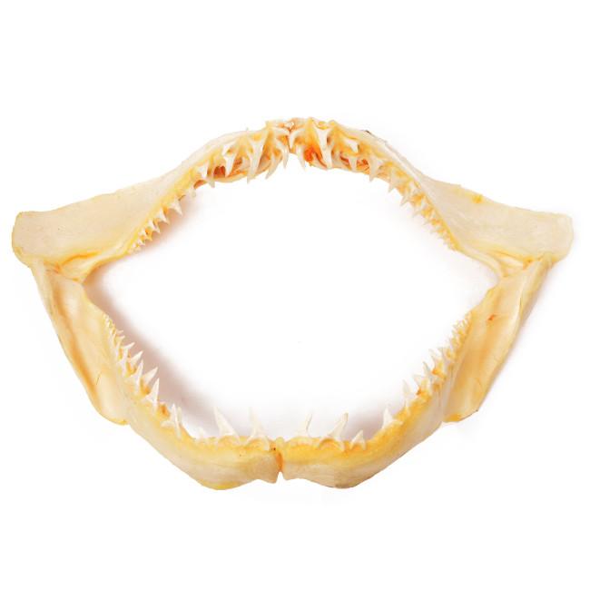 Small Shark Teeth / Mouth